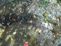 Desmarestia herbacea