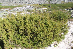 Juniperus communis saxatilis