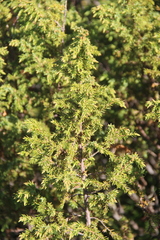 Juniperus communis saxatilis