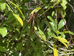 Schistocerca alutacea