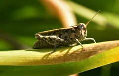 Calliptamus madeirae