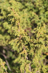 Juniperus communis saxatilis
