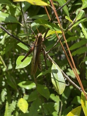 Schistocerca alutacea