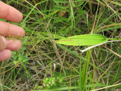 Dichanthelium polyanthes