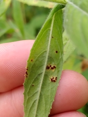 Puccinia pulverulenta