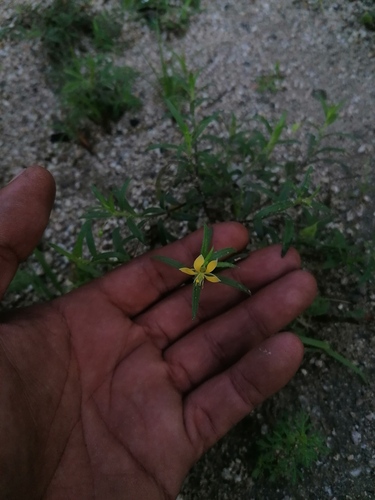 Cleome hemsleyana (Cleome hemsleyana)