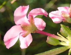 Adenandra fragrans