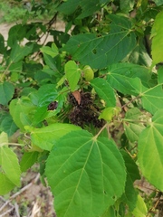 Heliocarpus donnellsmithii