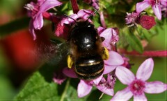 Amegilla quadrifasciata maderae