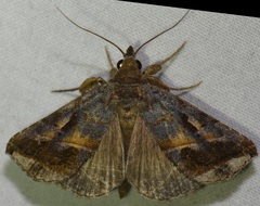 Aglaonice otignatha