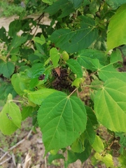 Heliocarpus donnellsmithii
