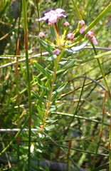 Adenandra fragrans