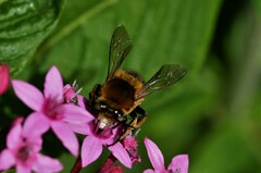 Amegilla quadrifasciata maderae