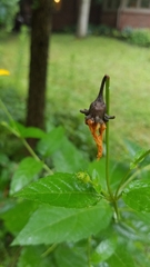 Haplorhynchites aeneus