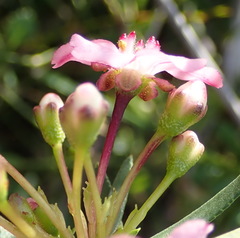 Adenandra fragrans