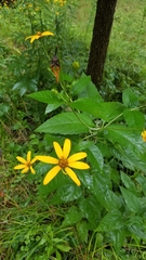 Haplorhynchites aeneus