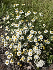 Tripleurospermum inodorum