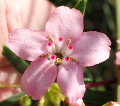 Adenandra fragrans