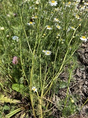 Tripleurospermum inodorum