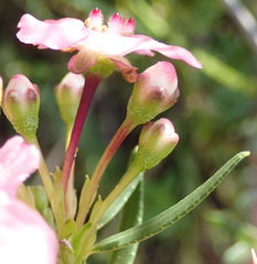 Adenandra fragrans