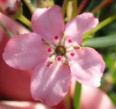 Adenandra fragrans