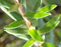 Adenandra fragrans