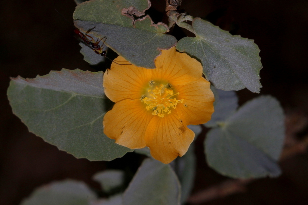 Abutilon austroafricanum