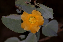 Abutilon austro-africanum