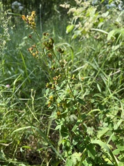 Hypericum maculatum