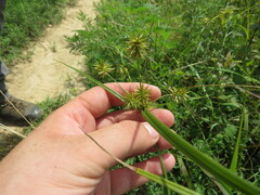 Cyperus refractus