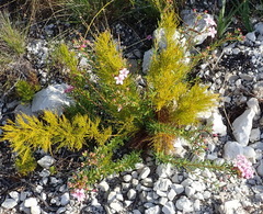 Adenandra fragrans