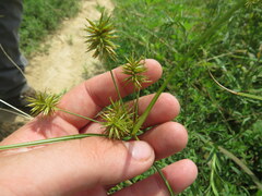 Cyperus refractus