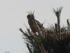 Falco tinnunculus