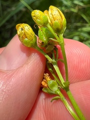Hypericum maculatum