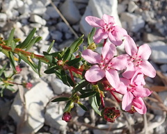 Adenandra fragrans