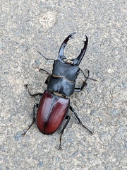 Hexarthrius davisoni