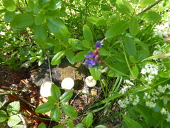 Vicia venosa baicalensis