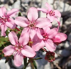 Adenandra fragrans