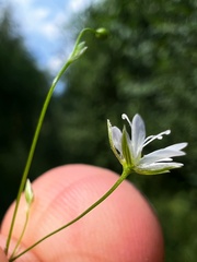 Stellaria graminea