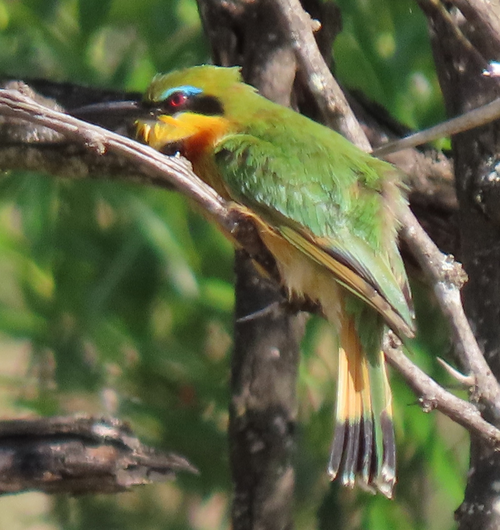 Merops pusillus meridionalis (Sharpe, 1892)