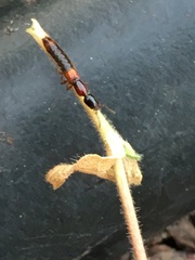 Xantholinus tricolor