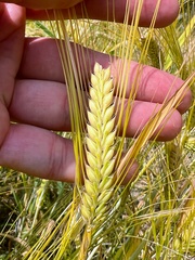 Hordeum distichon