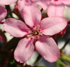Adenandra fragrans