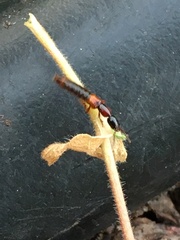 Xantholinus tricolor