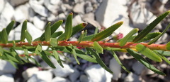 Adenandra fragrans