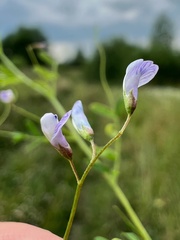 Vicia tetrasperma