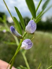 Vicia tetrasperma