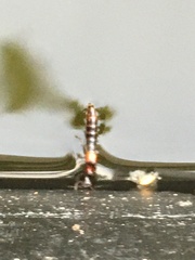 Xantholinus tricolor