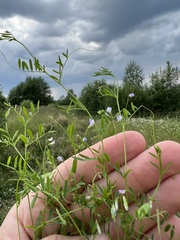 Vicia tetrasperma