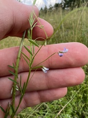 Vicia tetrasperma